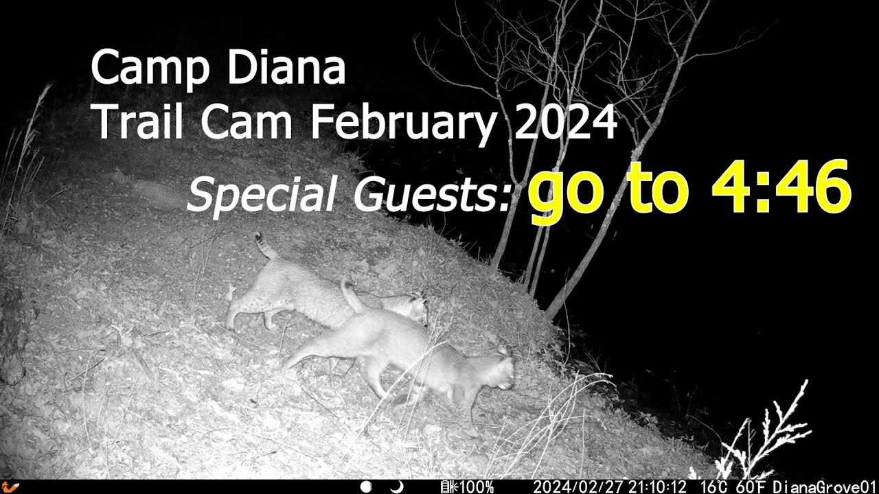 🐱 Wildlife Cam S1E01 : bobcat, feral hog, rabbit, raccoon, whitetail deer - Camp Diana