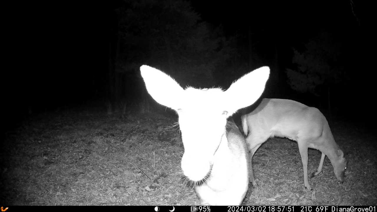 deer at night looks direct into camera