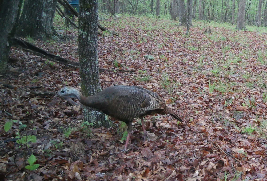 The Resilient Return of Turkeys to Arkansas After Three Brutal Winters