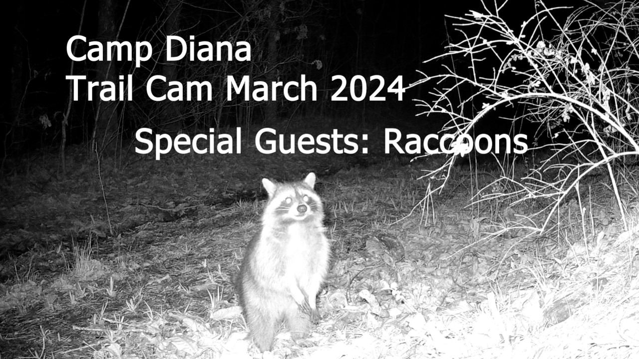 Trail Cameras 2024 March – Special guests: Raccoons – Camp Diana