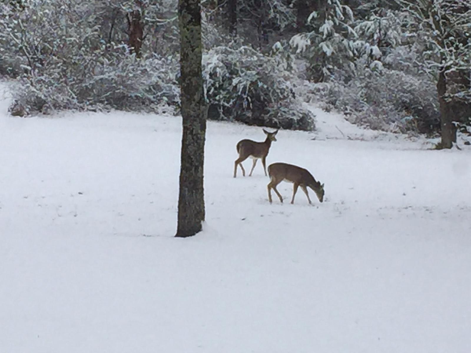 Deer in Winter