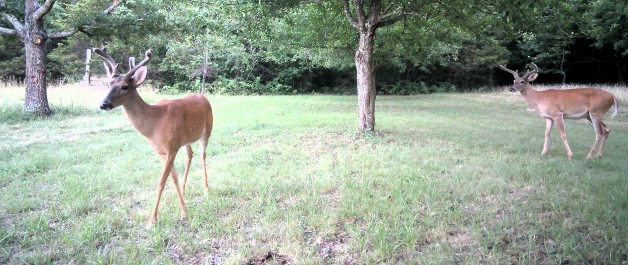 Additional Deer Tags Released by Game Warden