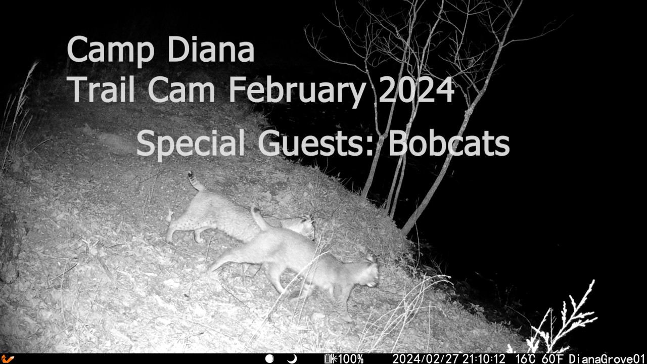 Trail Cameras 2024 February – Special guests: Bobcats – Camp Diana