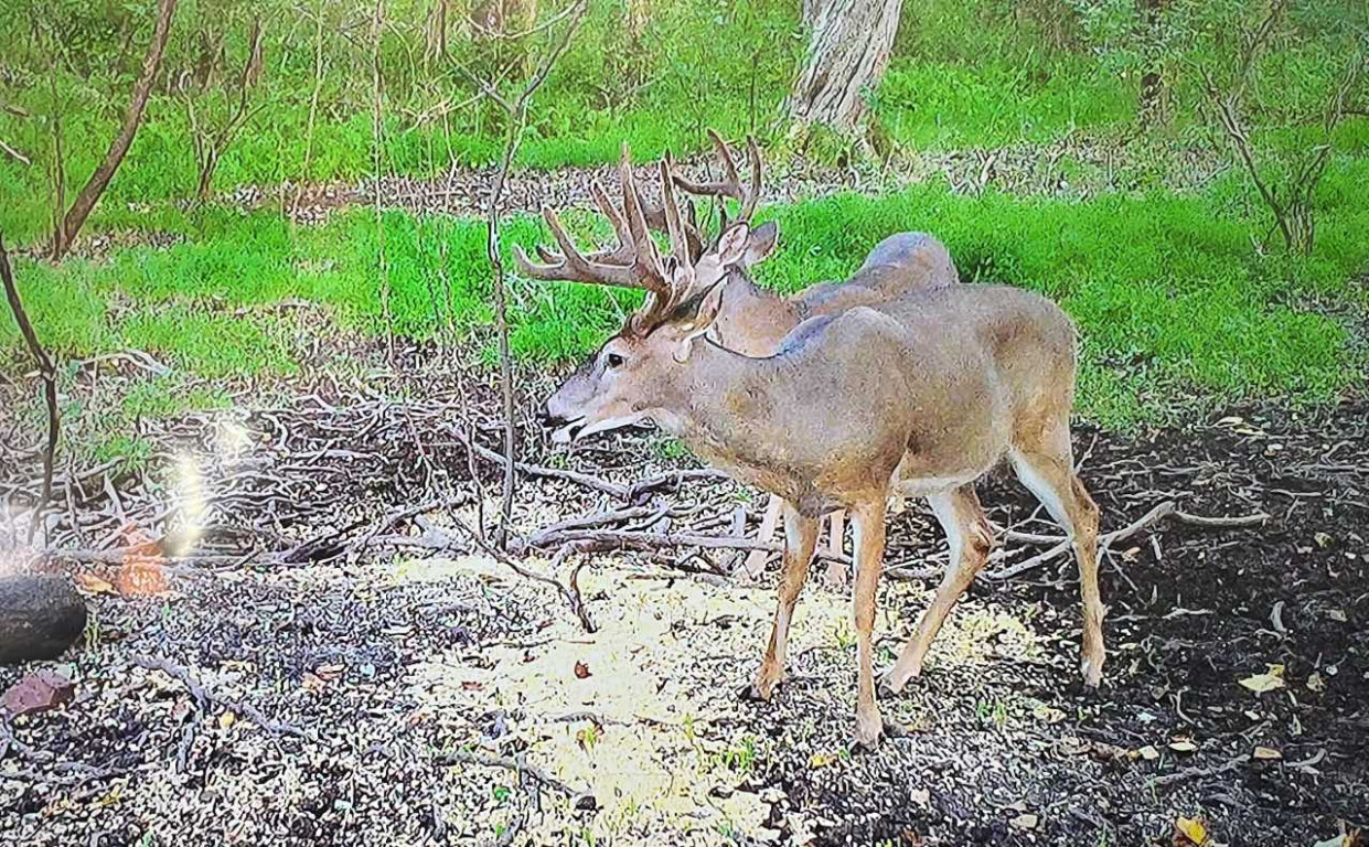 Why to hunt for a Trophy Buck