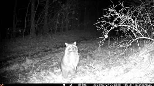 2024-03-27-Raccoon-Standing