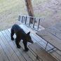 Black Bear at cabin